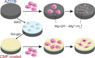 Micro-arc oxidation-assisted sol-gel preparation of calcium metaphosphate coatings on magnesium alloys for bone repair