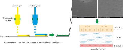 3D reactive inkjet printing of poly-ɛ-lysine/gellan gum hydrogels for potential corneal constructs