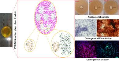 Multifunctional polyethylene imine hybrids decorated by silica bioactive glass with enhanced mechanical properties, antibacterial, and osteogenesis for bone repair