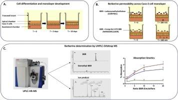 An in vitro approach to study the absorption of a new oral formulation of berberine