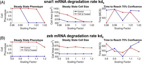 Multicellular mechanochemical hybrid cellular Potts model of tissue formation during epithelial-mesenchymal transition