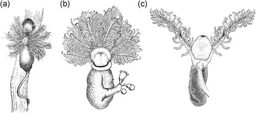 Symmetry in graptolite zooids and tubaria (Pterobranchia, Hemichordata)