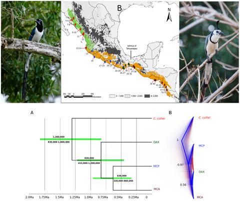 Diversification and secondary contact in the magpie-jays (Calocitta) throughout the pacific lowlands of Mesoamerica