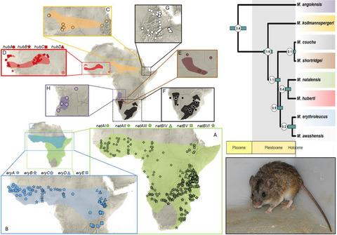 Diversity, distribution, and evolutionary history of the most studied African rodents, multimammate mice of the genus Mastomys: An overview after a quarter of century of using DNA sequencing