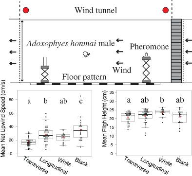 Effects of floor pattern on flight behaviour of the smaller tea tortrix, Adoxophyes honmai, during orientation flight in a sex pheromone plume