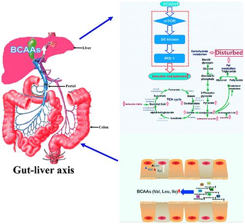 Multiomics Approach to Explore the Amelioration Mechanisms of Glucomannans on the Metabolic Disorder of Type 2 Diabetic Rats