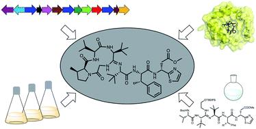 Bottromycins - biosynthesis, synthesis and activity
