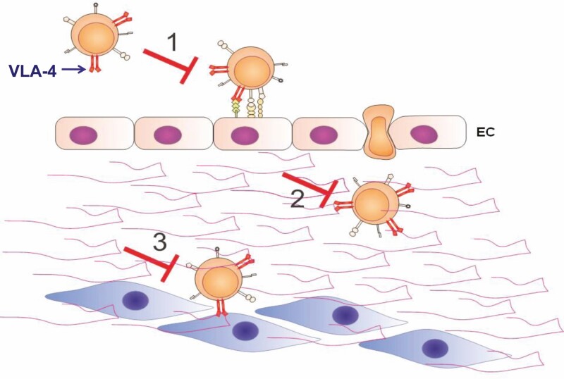 Integrin-directed antibody-based immunotherapy: focus on VLA-4.