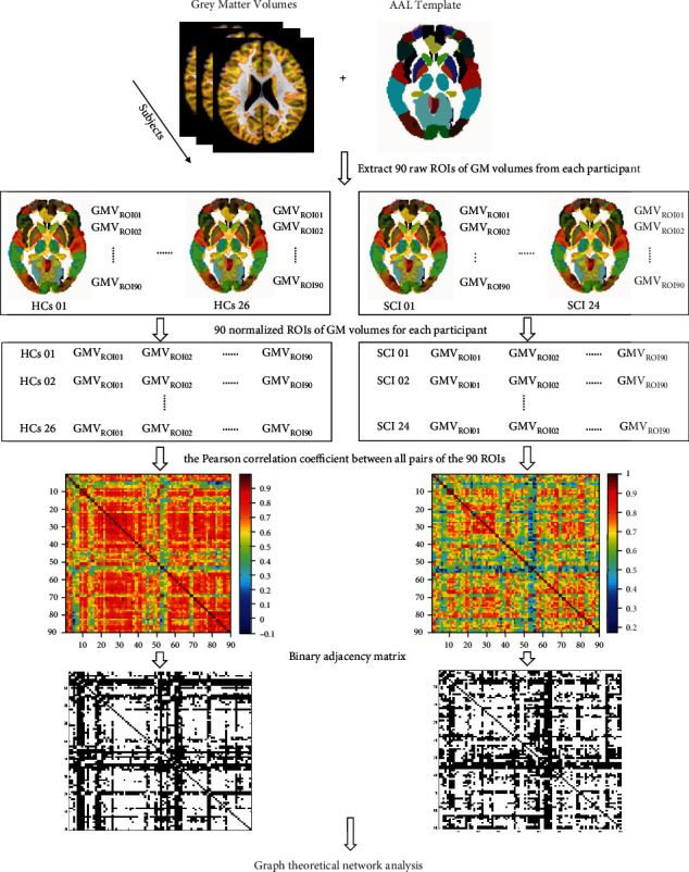 Altered Topological Properties of Grey Matter Structural Covariance Networks in Complete Thoracic Spinal Cord Injury Patients: A Graph Theoretical Network Analysis.