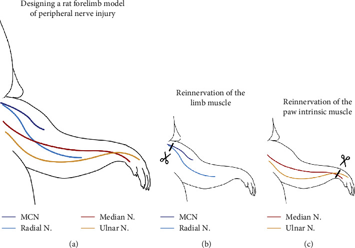 Impaired Limb Functional Outcome of Peripheral Nerve Regeneration Is Marked by Incomplete Recovery of Paw Muscle Atrophy and Brain Functional Connectivity in a Rat Forearm Nerve Repair Model.