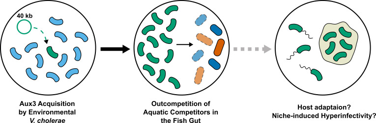 When the pandemic opts for the lockdown: Secretion system evolution in the cholera bacterium.