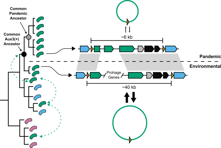 When the pandemic opts for the lockdown: Secretion system evolution in the cholera bacterium.