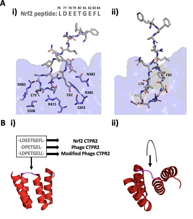 Exploring the binding of rationally engineered tandem-repeat proteins to E3 ubiquitin ligase Keap1.