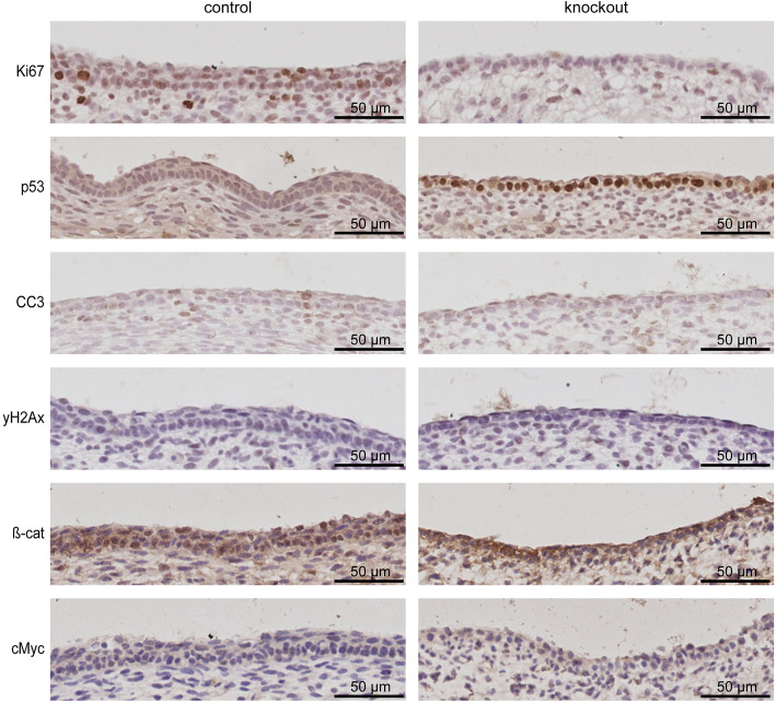 Targeted deletion of Ruvbl1 results in severe defects of epidermal development and perinatal mortality.