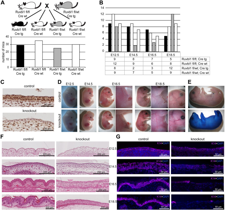 Targeted deletion of Ruvbl1 results in severe defects of epidermal development and perinatal mortality.