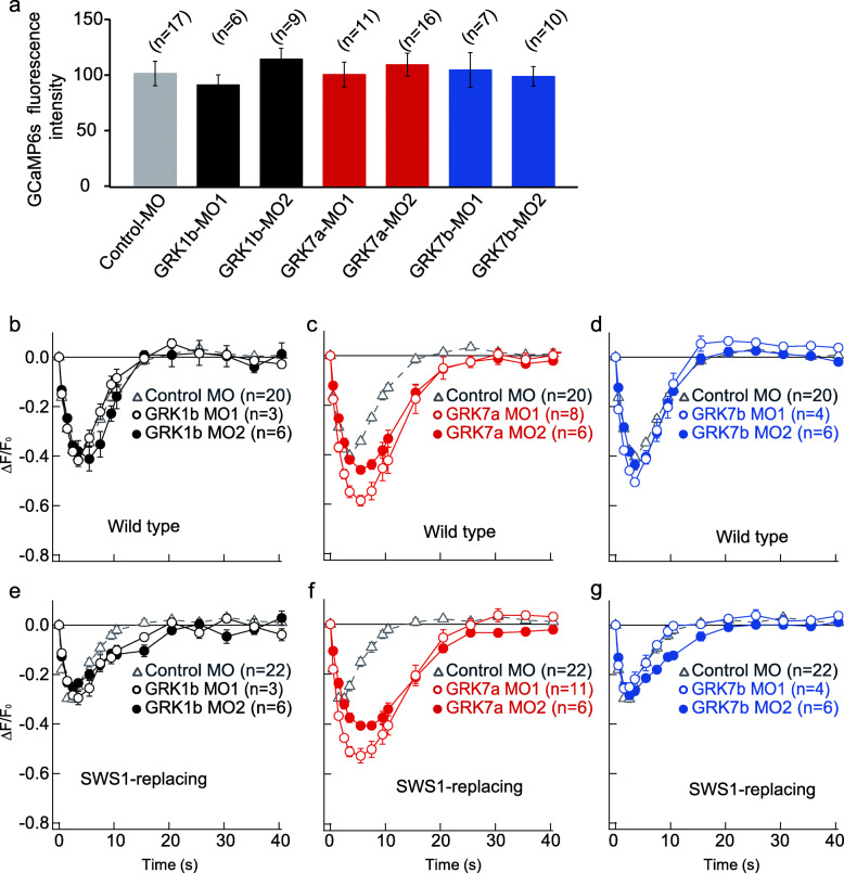 Functional identification of an opsin kinase underlying inactivation of the pineal bistable opsin parapinopsin in zebrafish.