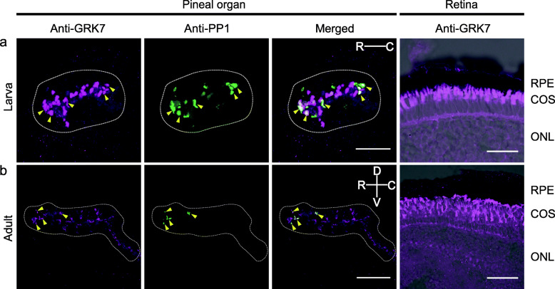 Functional identification of an opsin kinase underlying inactivation of the pineal bistable opsin parapinopsin in zebrafish.