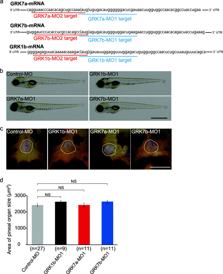 Functional identification of an opsin kinase underlying inactivation of the pineal bistable opsin parapinopsin in zebrafish.