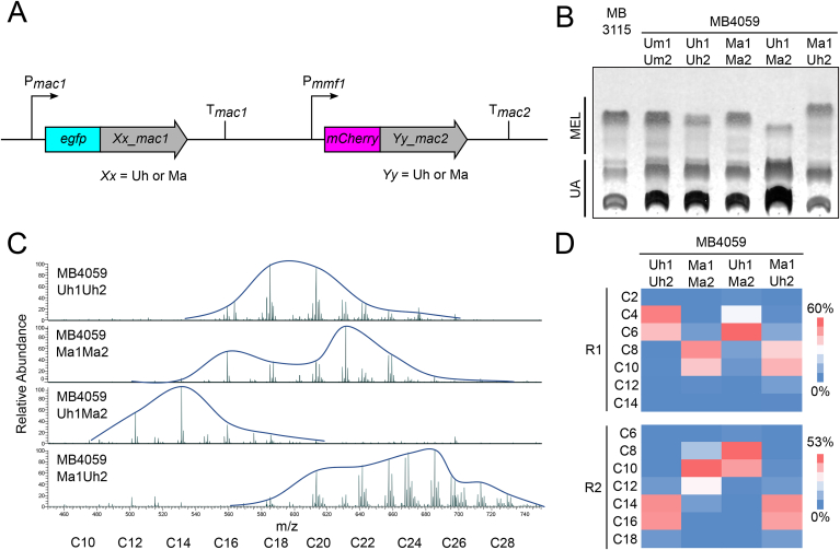 Engineering Ustilago maydis for production of tailor-made mannosylerythritol lipids