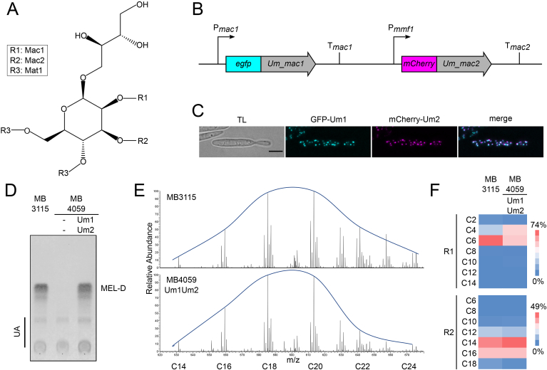 Engineering Ustilago maydis for production of tailor-made mannosylerythritol lipids