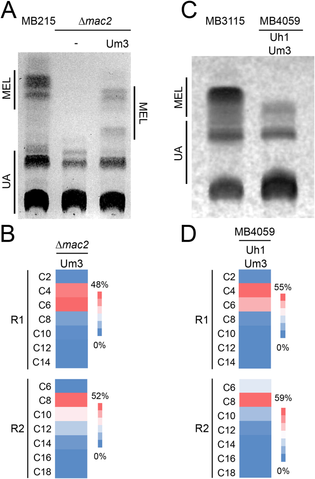 Engineering Ustilago maydis for production of tailor-made mannosylerythritol lipids