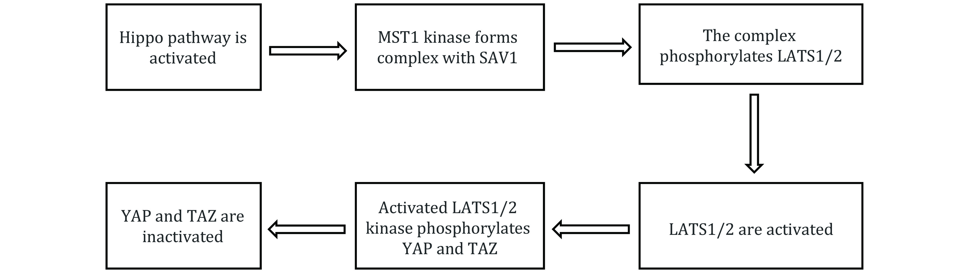 Study on the spatial distribution patterns of histone modifications in Hippo pathway genes.