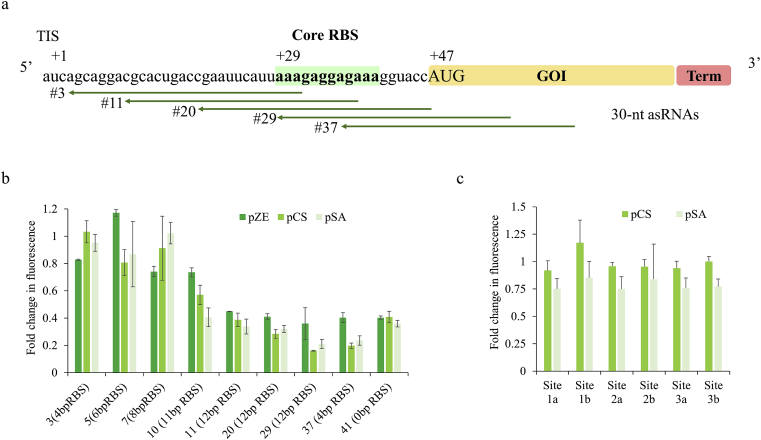 Development of antisense RNA-mediated quantifiable inhibition for metabolic regulation