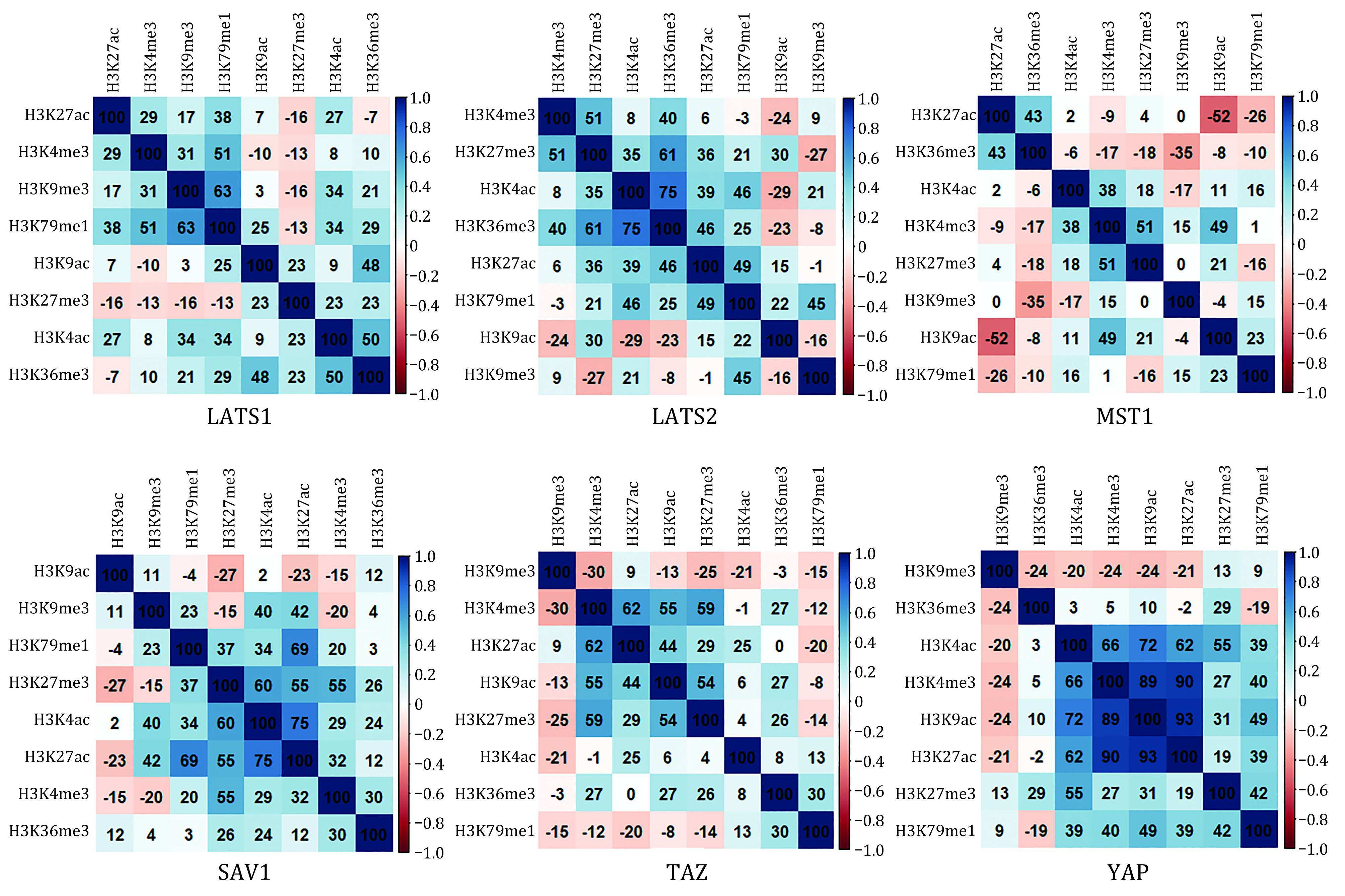 Study on the spatial distribution patterns of histone modifications in Hippo pathway genes.