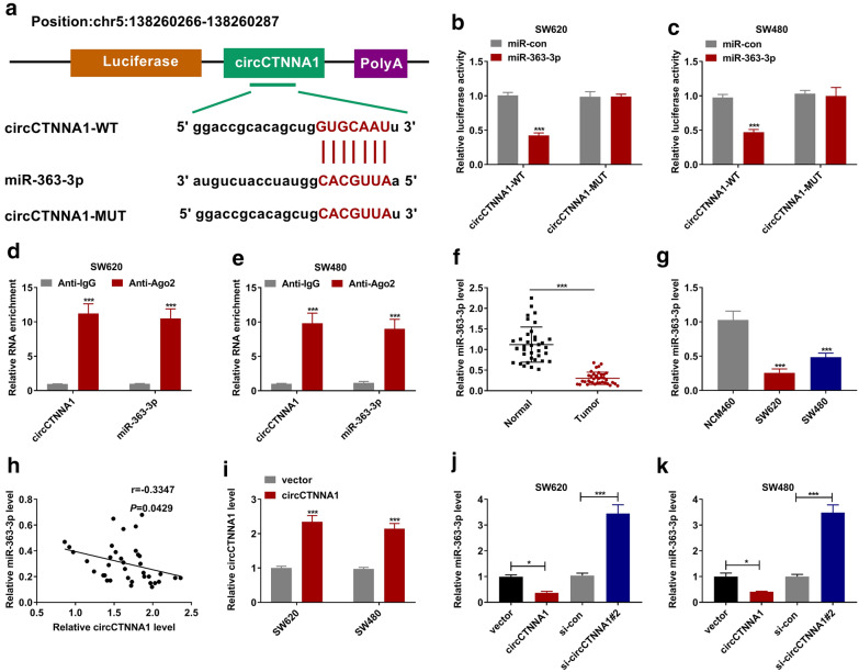 CircCTNNA1 acts as a ceRNA for miR-363-3p to facilitate the progression of colorectal cancer by promoting CXCL5 expression.