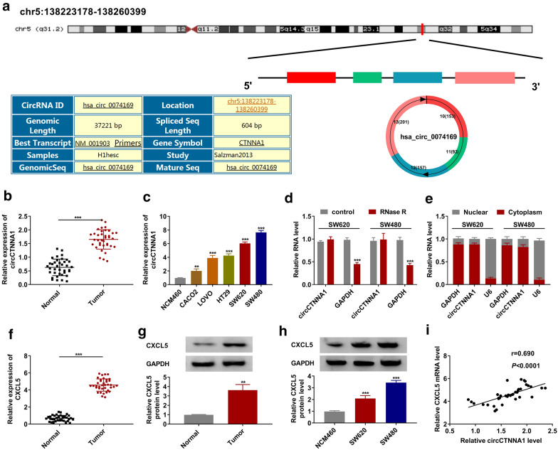 CircCTNNA1 acts as a ceRNA for miR-363-3p to facilitate the progression of colorectal cancer by promoting CXCL5 expression.