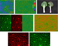 Phenolic compound abundance in Pak choi leaves is controlled by salinity and dependent on pH of the leaf apoplast.