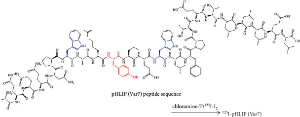 An Experimental Study on [<sup>125</sup>I]I-pHLIP (Var7) for SPECT/CT Imaging of an MDA-MB-231 Triple-Negative Breast Cancer Mouse Model by Targeting the Tumor Microenvironment.