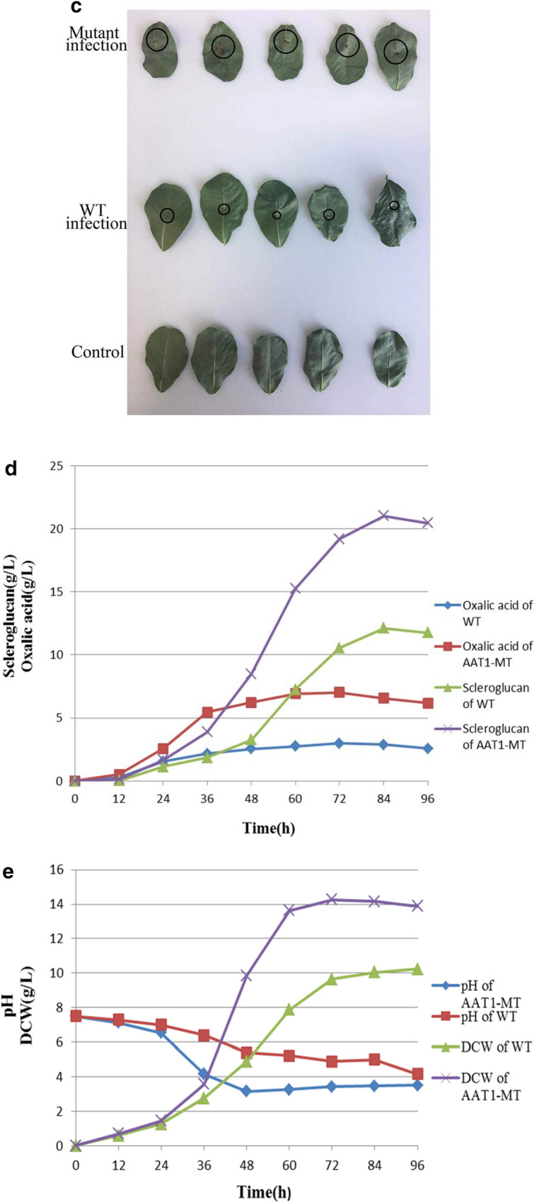 Optimization of scleroglucan production by Sclerotium rolfsii by lowering pH during fermentation via oxalate metabolic pathway manipulation using CRISPR/Cas9.