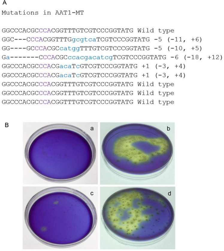 Optimization of scleroglucan production by Sclerotium rolfsii by lowering pH during fermentation via oxalate metabolic pathway manipulation using CRISPR/Cas9.