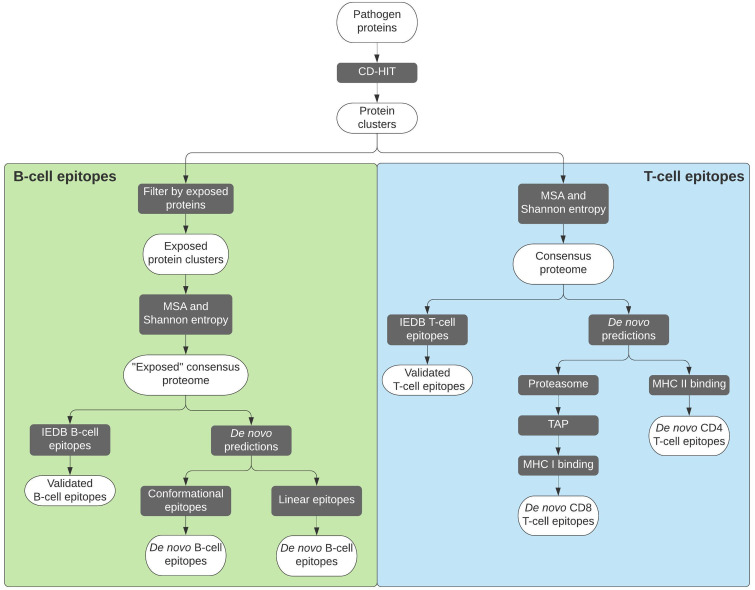 An Overview of Current Uses and Future Opportunities for Computer-Assisted Design of Vaccines for Neglected Tropical Diseases.