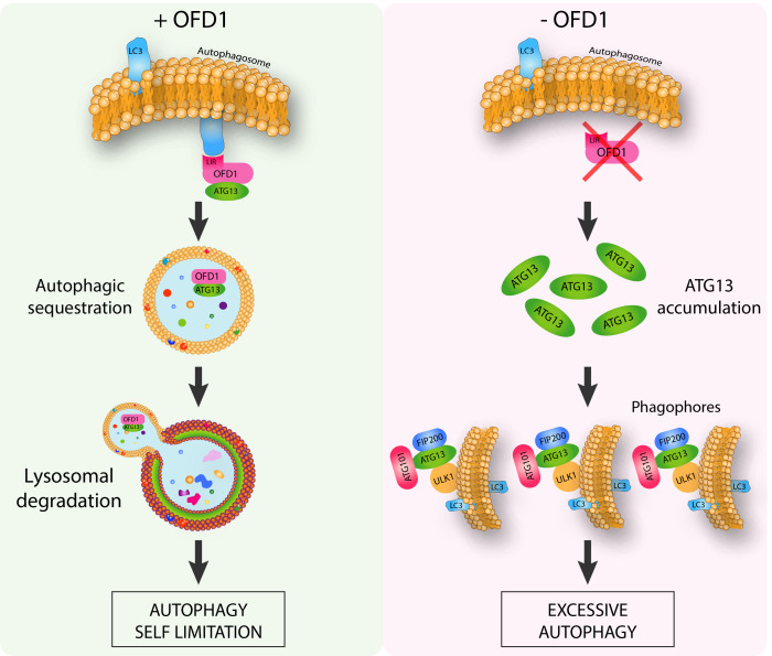 The OFD1 protein is a novel player in selective autophagy: another tile to the cilia/autophagy puzzle.