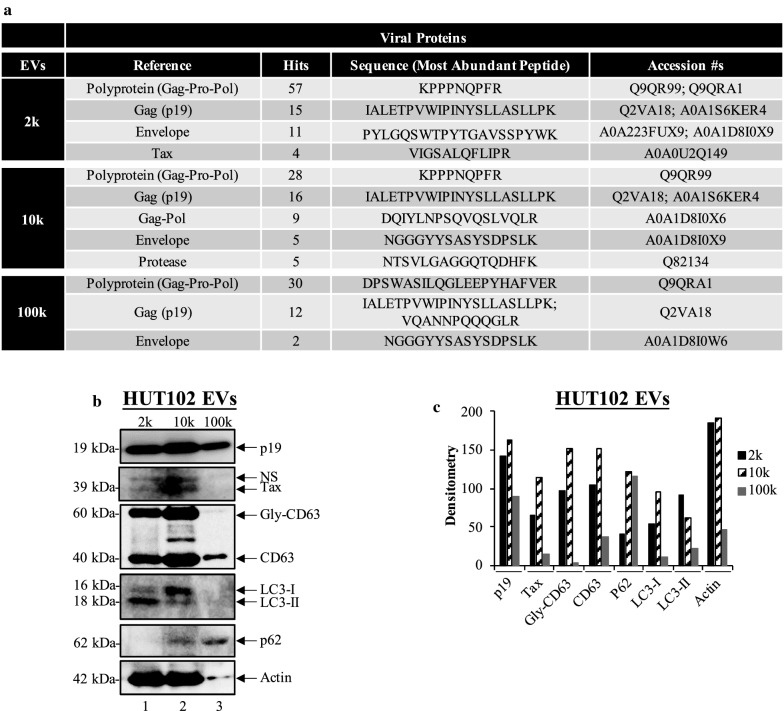 Extracellular vesicles from HTLV-1 infected cells modulate target cells and viral spread.