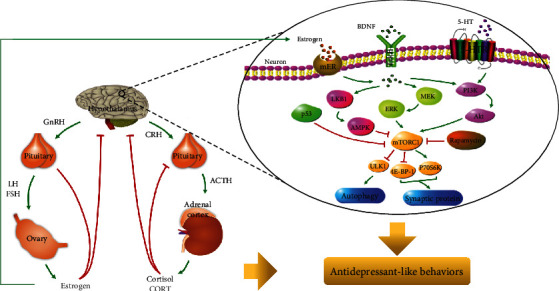 Role of BDNF-mTORC1 Signaling Pathway in Female Depression.