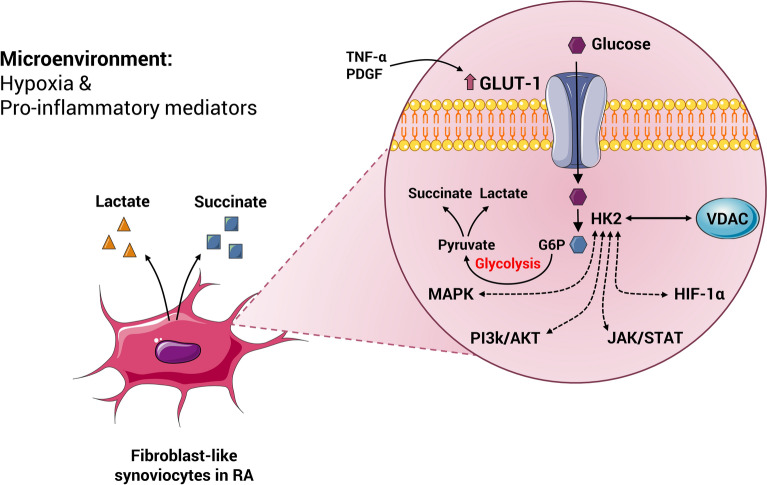 Transformation of fibroblast-like synoviocytes in rheumatoid arthritis; from a friend to foe.