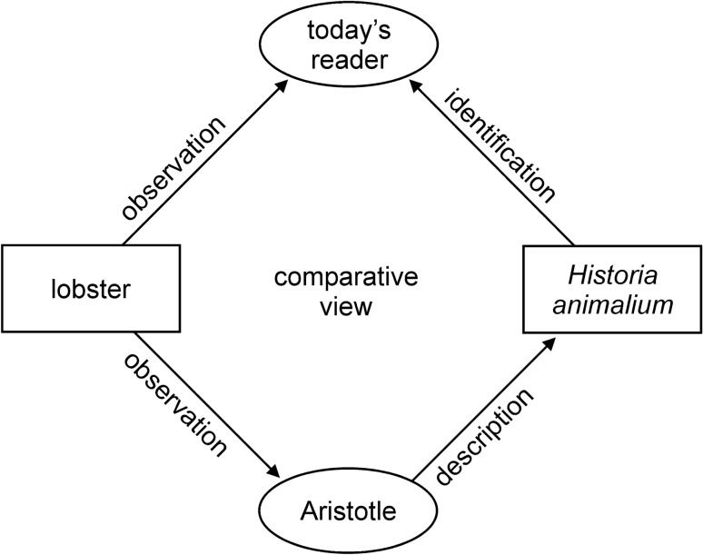 Aristotle's lobster: the image in the text.