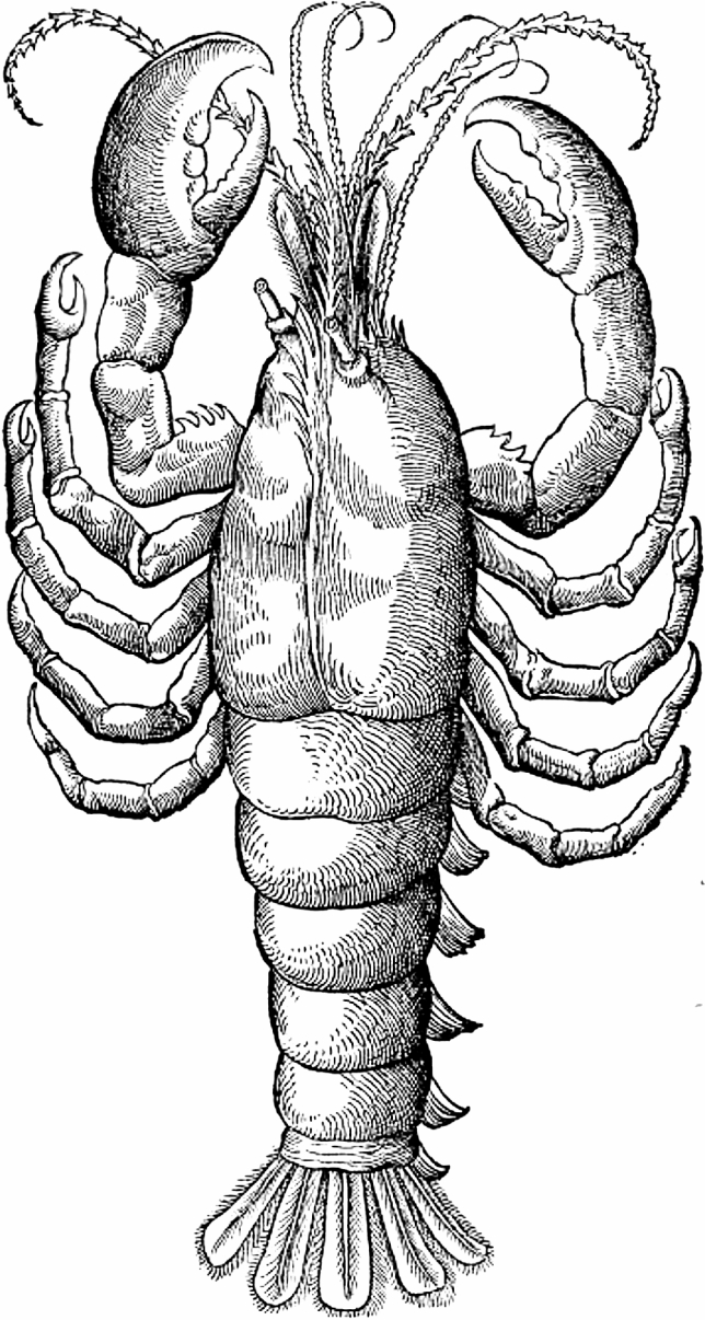 Aristotle's lobster: the image in the text.