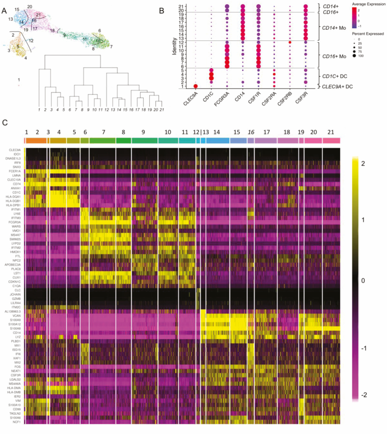 CSF1R defines the mononuclear phagocyte system lineage in human blood in health and COVID-19.