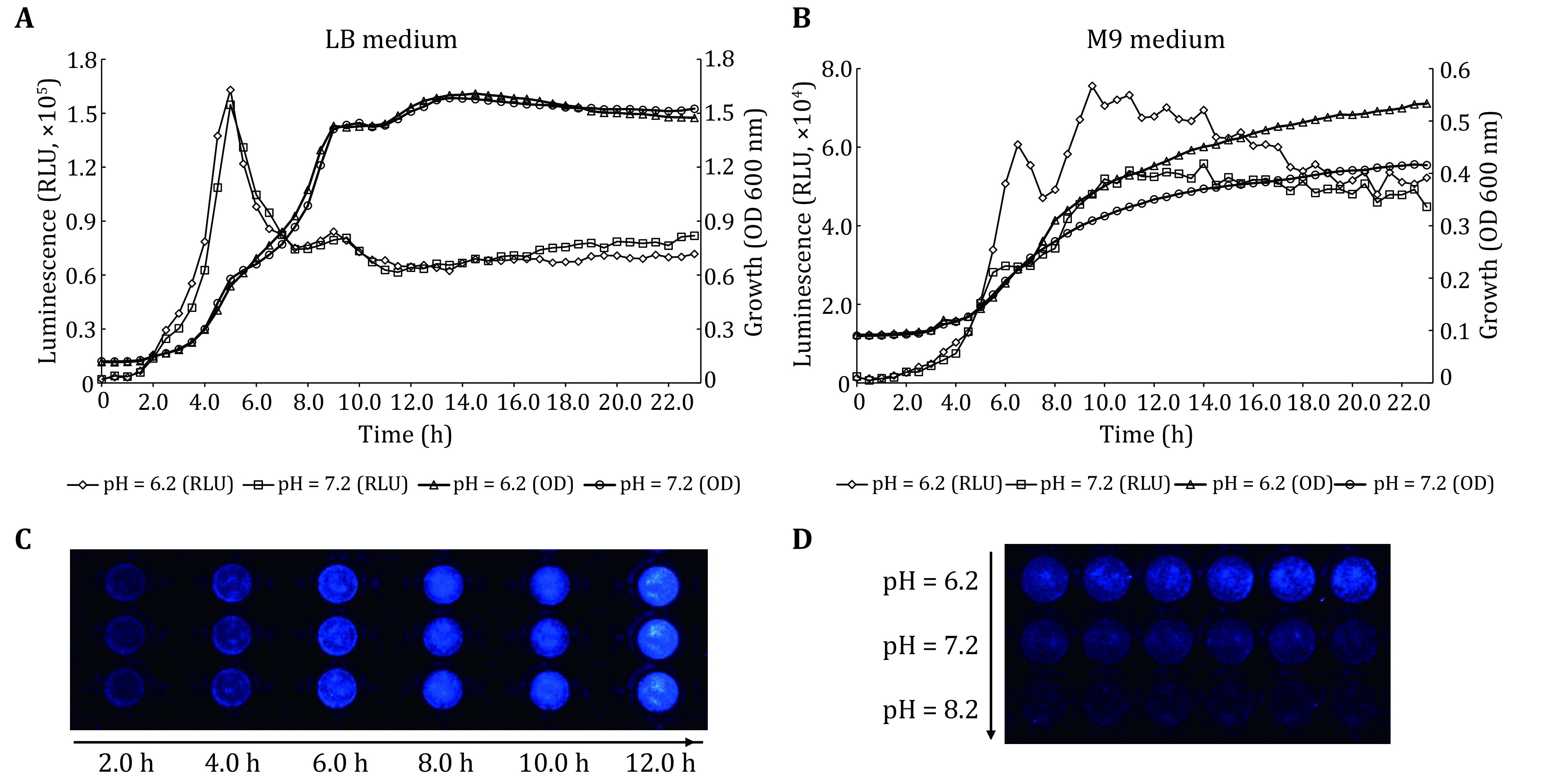 A quantitative method to assess bacterial adhesion using recombinant bioluminescent <i>Pseudomonas aeruginosa</i>.