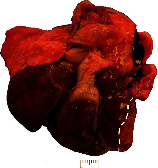 Right Atrioventricular Valvular Dysplasia in a New Zealand White Rabbit.