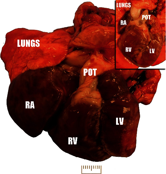 Right Atrioventricular Valvular Dysplasia in a New Zealand White Rabbit.