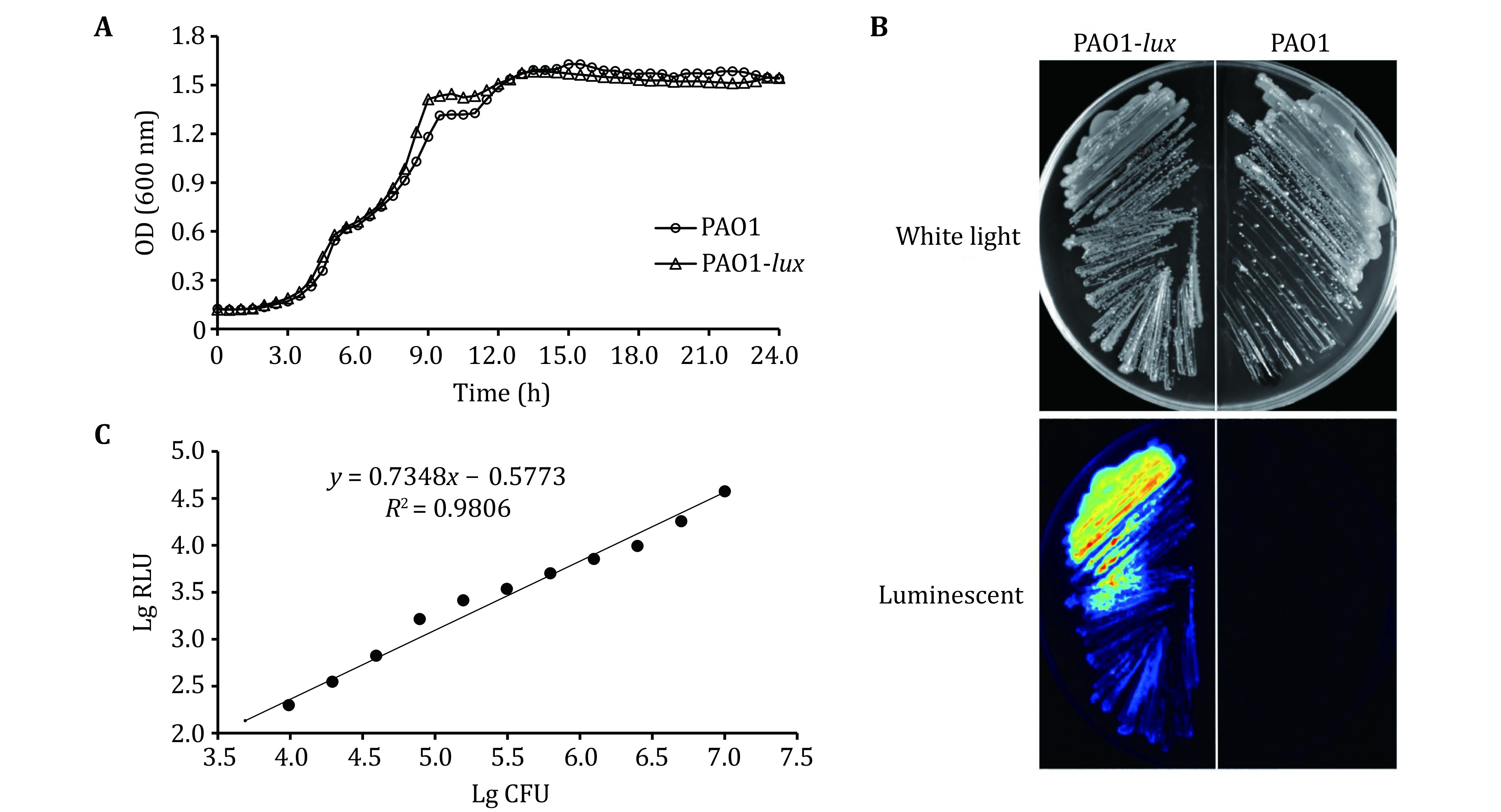 A quantitative method to assess bacterial adhesion using recombinant bioluminescent <i>Pseudomonas aeruginosa</i>.