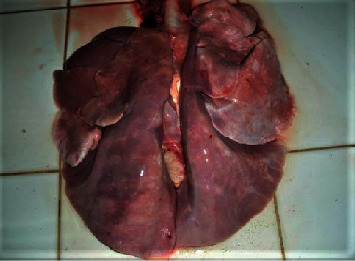 Ovine Progressive Pneumonia: Diagnosis and Seroprevalence in the South of Sonora, Mexico.