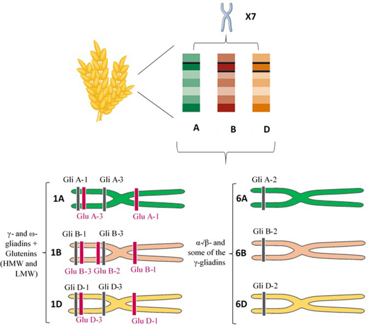 The Gluten Gene: Unlocking the Understanding of Gluten Sensitivity and Intolerance.