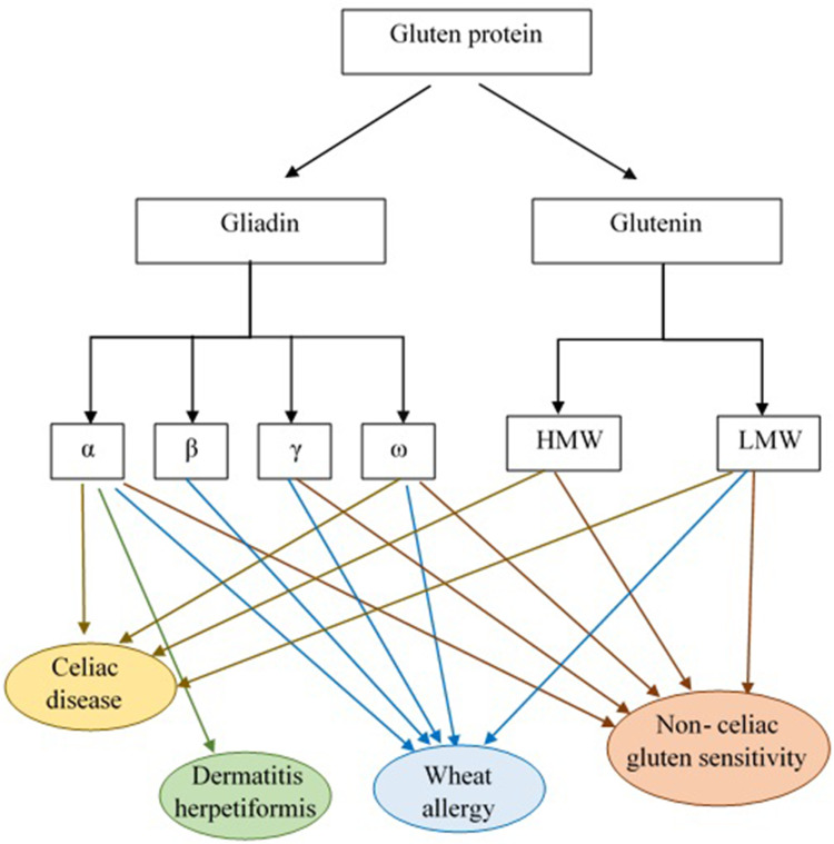 The Gluten Gene: Unlocking the Understanding of Gluten Sensitivity and Intolerance.