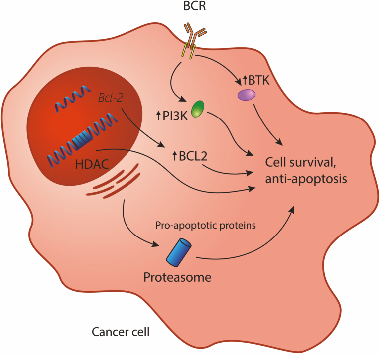 Upcoming immunotherapeutic combinations for B-cell lymphoma.